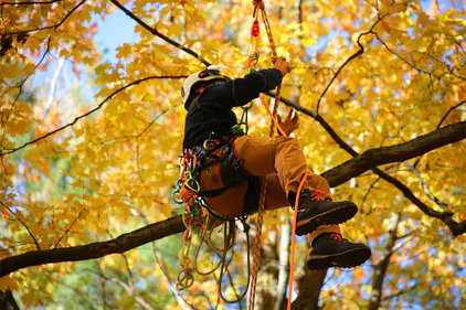 Elevate Your Climb with Bartlett